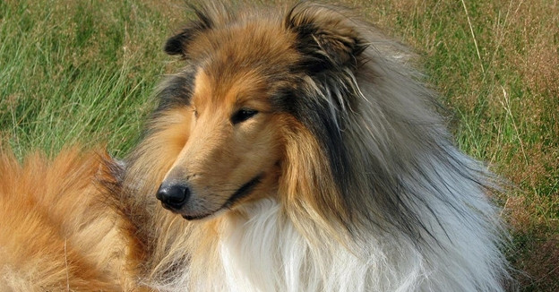 kolie